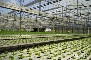 乡村振兴丨串珠成链 白坭连片乡村振兴功能集聚区亮点逐个睇，食品销售聚集成效显著