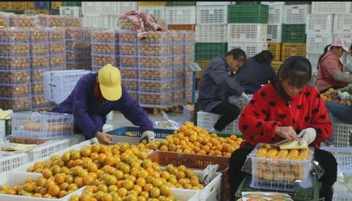 融合新业态，拓宽致富路 泰州创新食品销售模式引领强村富民新探索