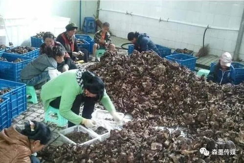 农场、合作社与农业公司 辨析差异、补贴政策与农副产品销售路径