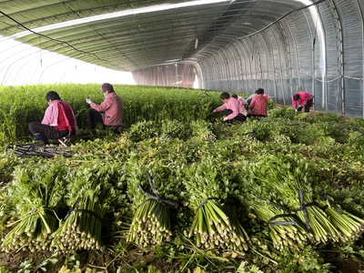 第一书记牵线搭桥，滞销芹菜变“金”菜