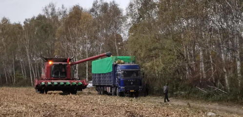 第二管理区超前谋划稳步推进秋粮收获与食品销售同步走