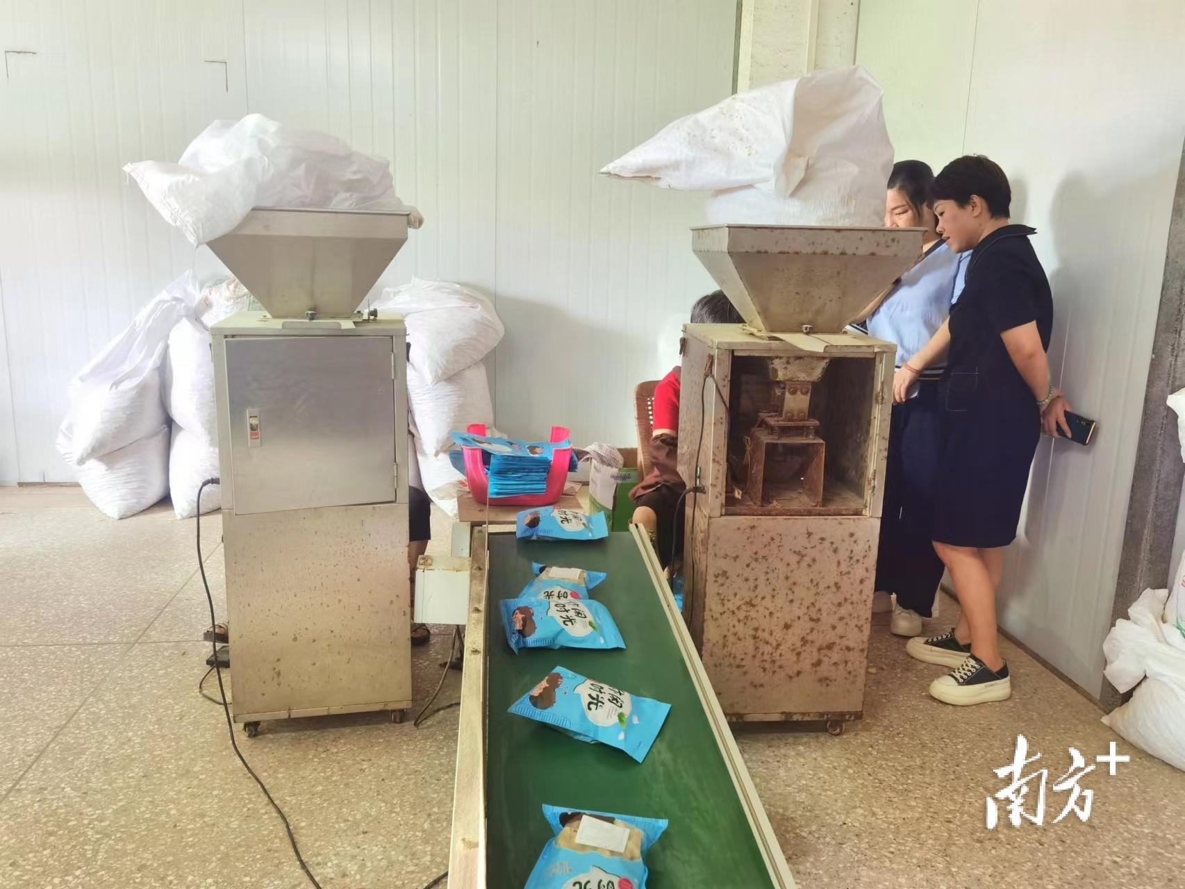 梅州兴宁宁新街道 撂荒地长出‘金豆子’，七彩花生种植带来好‘钱’景