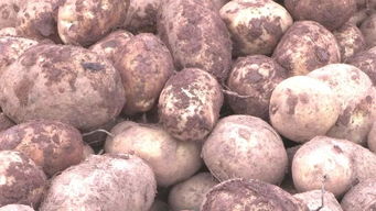 家门口的生态盛宴 绿野农副产品销售中心引领健康生活新风尚